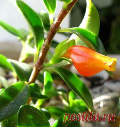 Нематантус (Nematanthus), или Гипоцирта (Hypocyrta). Описание, виды и уход за нематантусом | Флористика на &quot;Добро ЕСТЬ!&quot;