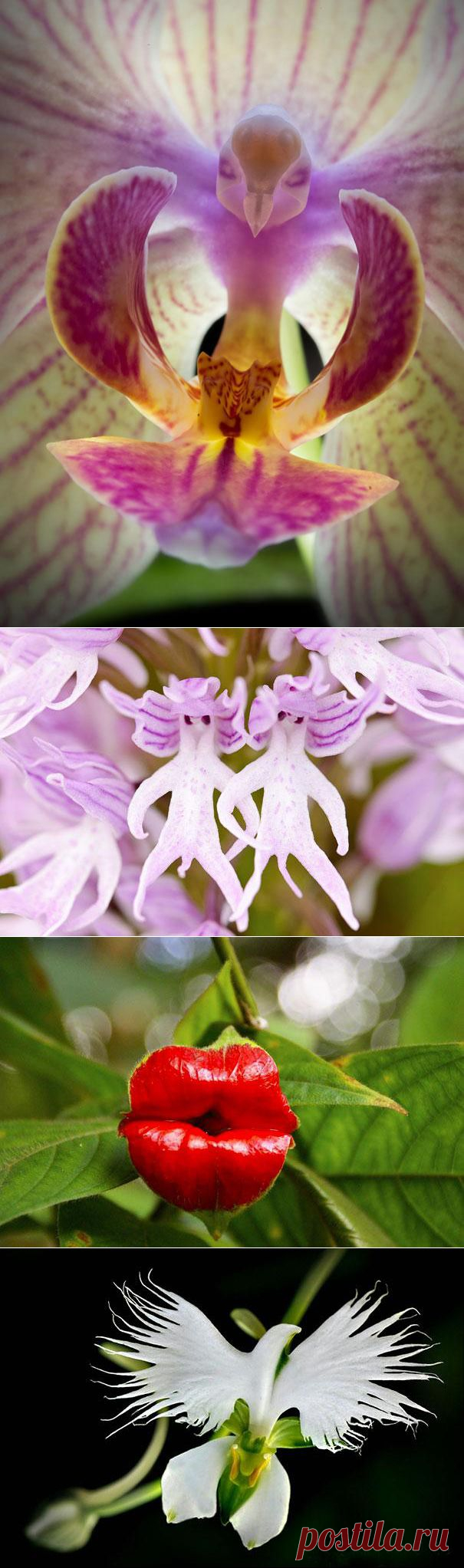 Невероятные цветы которые выглядят как нечто иное.