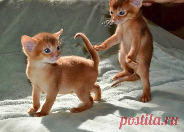 Абиссинские котята окраса Red ,питомник абиссинских кошек Super-Aby, характер абиссинских кошек
