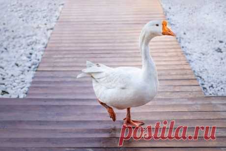 GISMETEO.RU: Народные приметы на 10 июня — Никита-гусятник - 1 июня 2019 | Климат | Новости погоды.