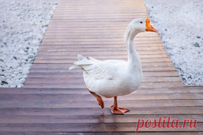 GISMETEO.RU: Народные приметы на 10 июня — Никита-гусятник - 1 июня 2019 | Климат | Новости погоды.