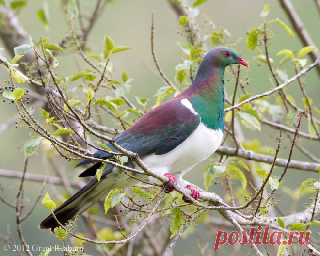 Сем. Голубиные (Columbidae)
Новозеландский плодоядный голубь (Hemiphaga novaeseelandiae)