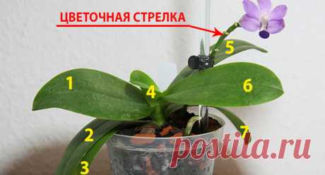 Что необходимо делать, чтобы орхидея цвела - Как? Зачем?