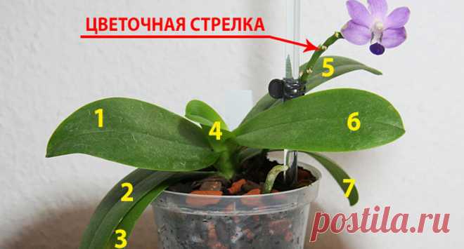 Что необходимо делать, чтобы орхидея цвела - Как? Зачем?