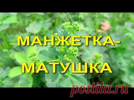 Манжетка -матушка. Herbal medicine.