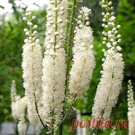 Эффектные цветы-свечки | ЗЕЛЕНЫЙ МИР С ЕЛЕНОЙ | Яндекс Дзен