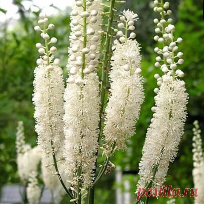 Эффектные цветы-свечки | ЗЕЛЕНЫЙ МИР С ЕЛЕНОЙ | Яндекс Дзен