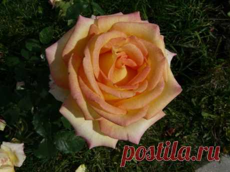 Роза