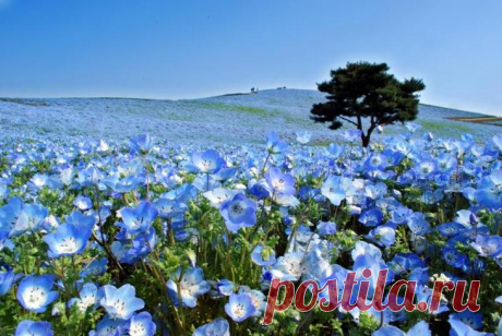 Времена года в японском национальном парке Хитачи