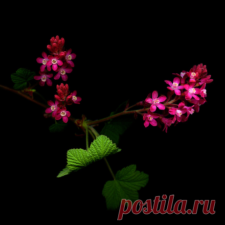 Фото. Цветы.