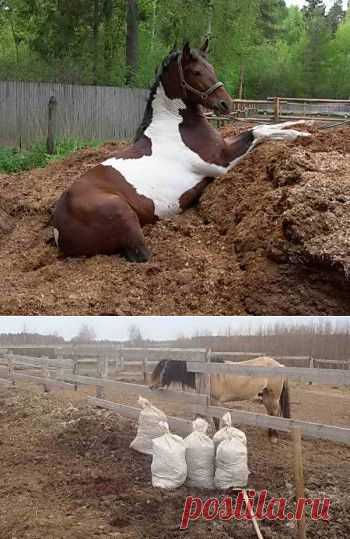 Как использовать конский навоз на огороде | Дача - впрок