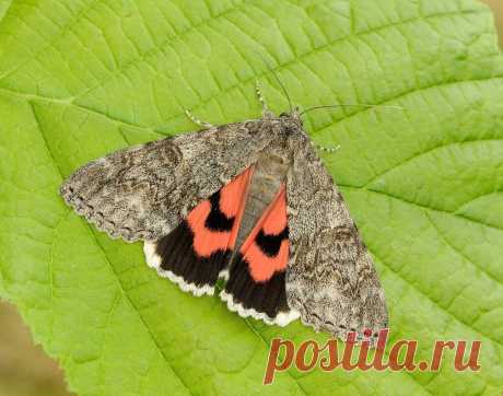 Help map moth species affected by climate change                           wpp-mag.com/byj              Help map moth species affected by climate change: hunt for red underwings this Moth Night