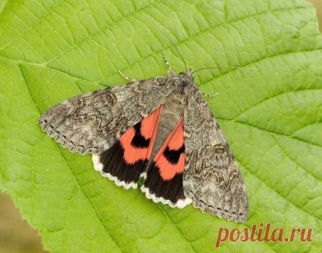 Help map moth species affected by climate change                           wpp-mag.com/byj              Help map moth species affected by climate change: hunt for red underwings this Moth Night