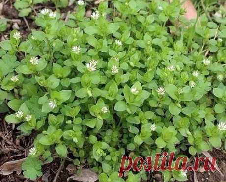 &quot;МОКРИЦА&quot; сорняк, огородный доктор и кулинарный изыск ?