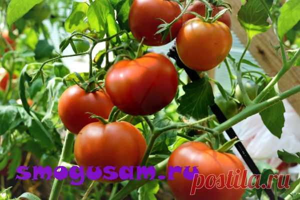 Секреты вкусных и сладких томатов — чудо подкормки. Помидоры. Выращивание. Подкормки.