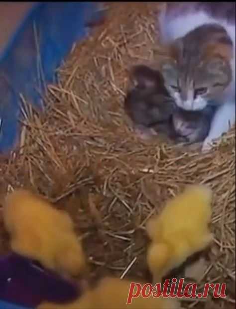 Жёлтые котята какие-то непослушные🤔