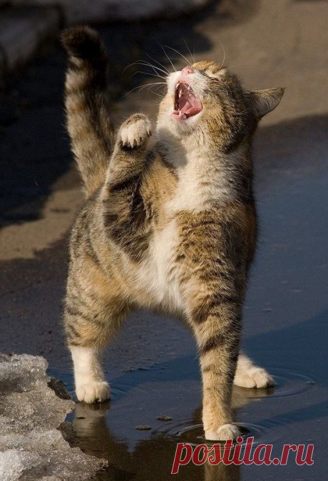 необычный котик!
