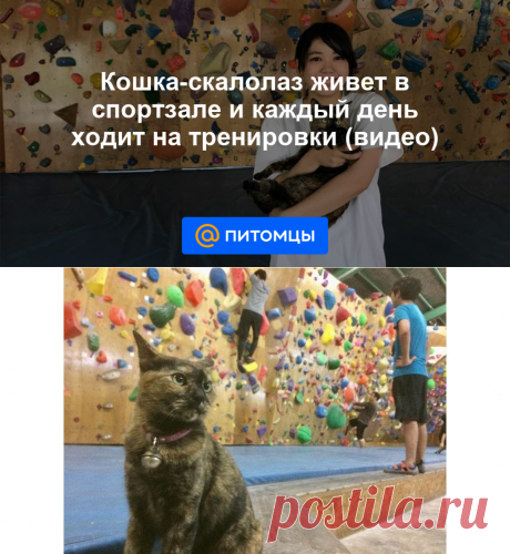 Кошка-скалолаз живет в спортзале и каждый день ходит на тренировки (видео) - Питомцы Mail.ru