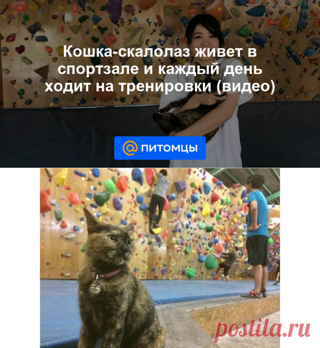 Кошка-скалолаз живет в спортзале и каждый день ходит на тренировки (видео) - Питомцы Mail.ru