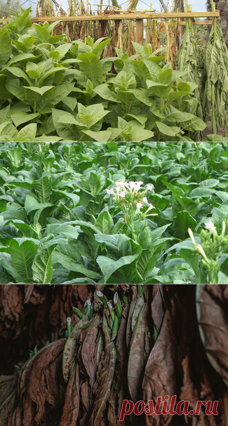 Выращивание табака в домашних условиях прибыльное дело