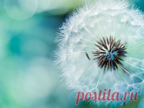 dandelions-flowers-macro-nature-white-1024x768-wallpaper.jpg (Изображение JPEG, 1024 × 768 пикселов)