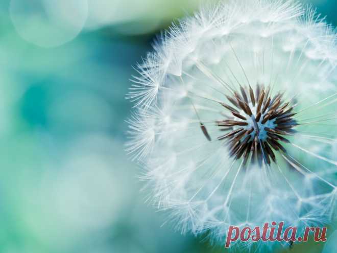 dandelions-flowers-macro-nature-white-1024x768-wallpaper.jpg (Изображение JPEG, 1024 × 768 пикселов)
