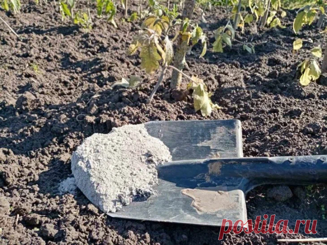 Какую почву любит зимний чеснок: секреты успешного урожая, которые знают опытные огородники. Зимний чеснок нуждается в рыхлой, плодородной почве с хорошей аэрацией - от чего еще зависит урожай озимого чеснока.