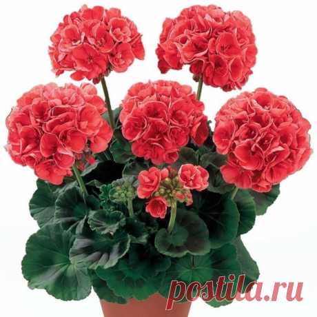 Ах, ГЕРАНЬ, - кто-то скажет,- немодная! 
Ну, чего в ней хорошего, глянь!? 
Стародавняя, не благородная... 
Это что за цветок - ГЕРАНЬ?! 

Я вхожу и теряюсь в празднике, 
Буйство просто захватит дух - 
Сколько их! И какие разные! 
Хоровод раскрасавиц - подруг... 

Этот зонтик с кулак, тот огромный, 
И двумя руками не взять! 
Вот тебе и растение скромное! 
И полезно - мне ли не знать! 

Заболела, тревожат уши, 
За лекарством - к герани: послушай, 
Жаль мне листик твой рвать,...