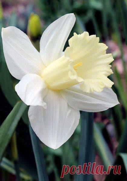 Пин на доске Paper flower art