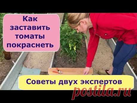 403. Как заставить томаты покраснеть.