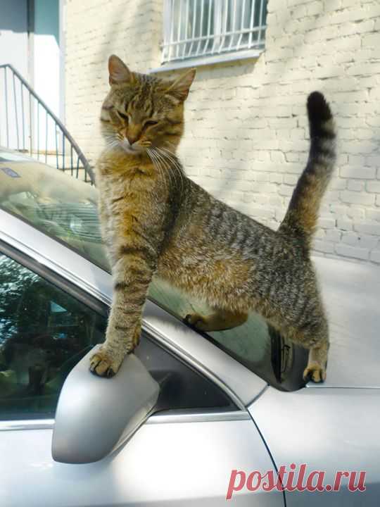 Когда ты дворовый, но все равно великолепен 😼