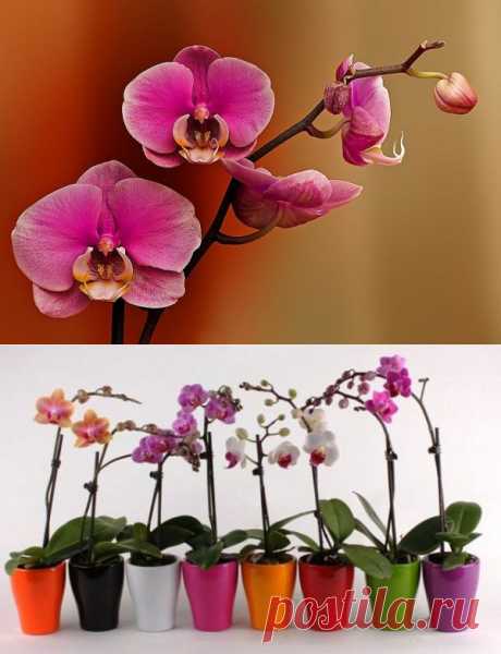 Проблемы при выращивании орхидей | Дачный участок