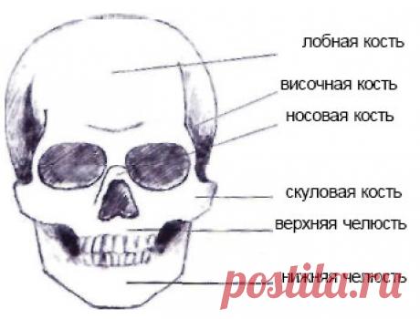 Изготовление куклы из полимерных пластиков. Пропорции головы и лица. Начало работы. | Рукоделие и хобби. Видео, фото: как сделать, сшить, связать своими руками