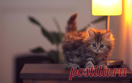 Самый симпатичный котенок Дейзи ...вырос!