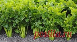 Сельдерей. | Сад и Огород Как выращивать сельдерей.