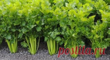 Сельдерей. | Сад и Огород Как выращивать сельдерей.
