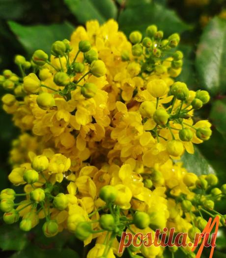 Декоративный кустарник, который я больше не посажу и вам не советую | Искусство садоводства | Яндекс Дзен