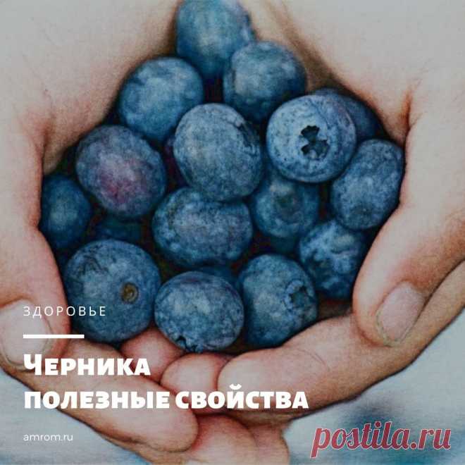 Черника полезные свойства. Черника обыкновенная или черника миролистная (лат. Vaccinium myrtillus) – представляет собой низкорослый многолетний кустарник семейства Вересковые.