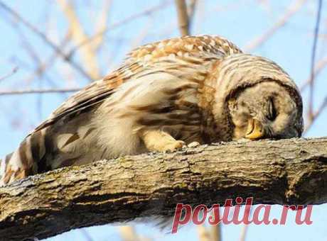 Animals - Google+