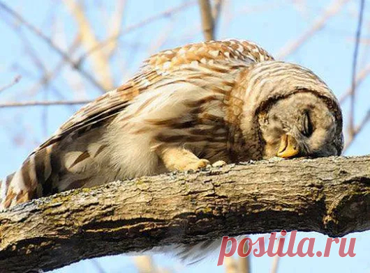 Animals - Google+