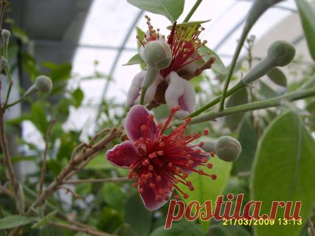 ФЕЙХОА (Acca sellowiana ) - вкус плодов необычен: одновременно ананаса и земляники. Плоды перетирают с сахаром, как чёрную смородину. Можно выращивать в горшке дома 
1 саж. - 350 руб. (в контейнере), Вышлю каталог растений.Пишите kippiep@mail.ru