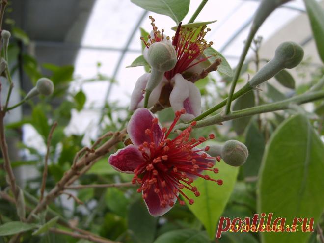 ФЕЙХОА (Acca sellowiana ) - вкус плодов необычен: одновременно ананаса и земляники. Плоды перетирают с сахаром, как чёрную смородину. Можно выращивать в горшке дома 
1 саж. - 350 руб. (в контейнере), Вышлю каталог растений.Пишите kippiep@mail.ru