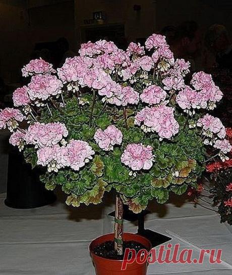 (49) Одноклассники