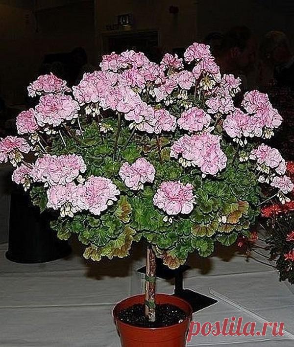 (49) Одноклассники