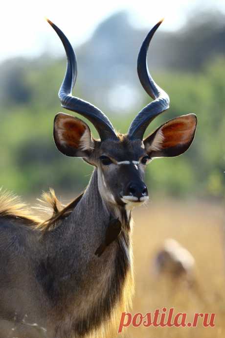 Kudu Kruger National Park, South africa.