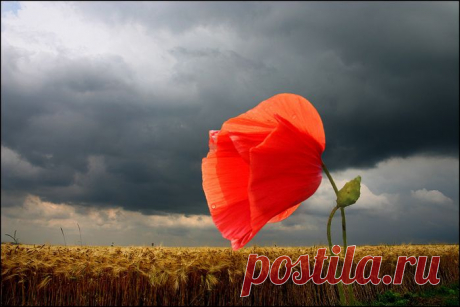 Как выжить в этом мире