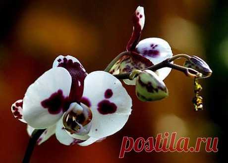orhidei_29_small.jpg (480×343)