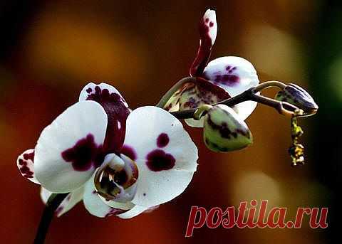 orhidei_29_small.jpg (480×343)