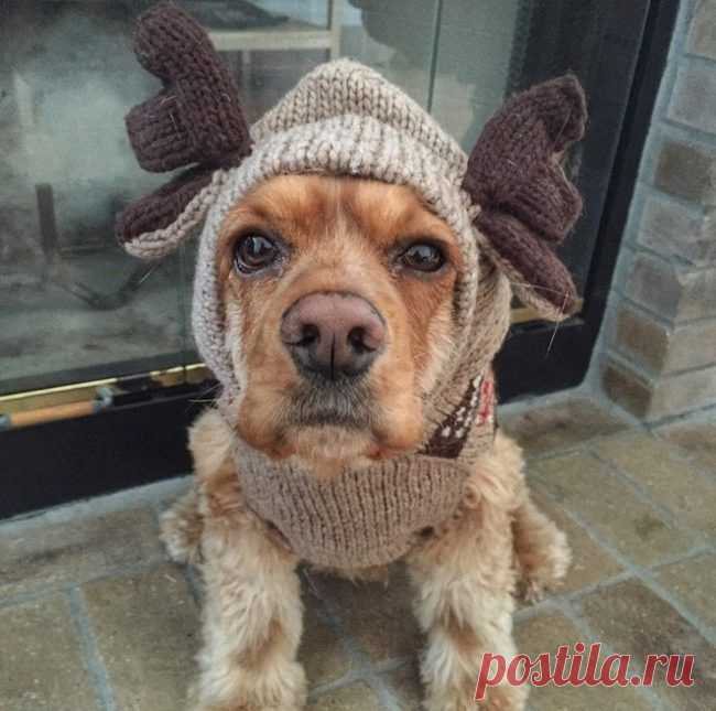 20 милых зверушек в новогодних свитерах / Питомцы