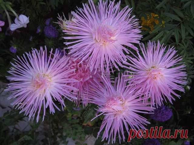 91561763_flower.jpg (Изображение JPEG, 640 × 480 пикселов)